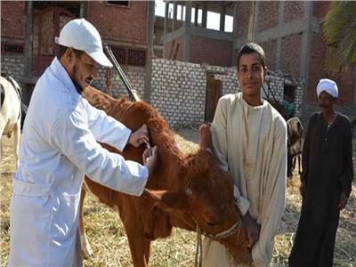 «الزراعة» تحصين 121 الف رأس ماشية في أول يوم للحملة القومية ضد الحمى القلاعية