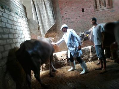 الزراعة: تحصين 252 ألف رأس ماشية ضد الحمي القلاعية