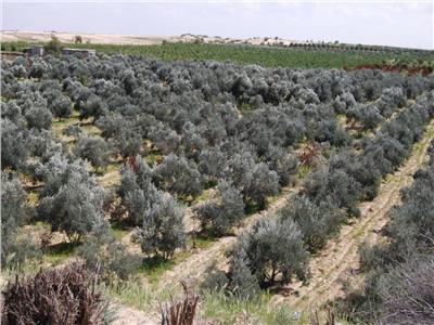 شمال سيناء تتصدر العالم في زيت الزيتون والمحافظ: إنشاء ١٢ تجمعا زراعيا جديدا