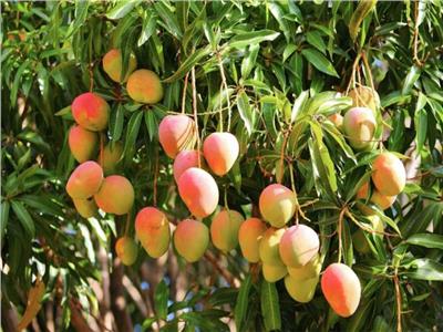 لمزارعي المانجو في يوليو..8 توصيات تمنع الإصابة بذبابة الفاكهة
