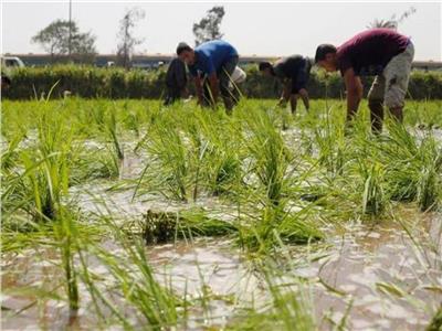 «الزراعة» تسجل أصنافا جديدة عالية الإنتاجية من الأرز والقمح والفول والذرة