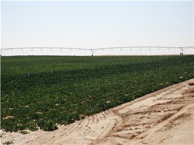 «تقرير للبحوث الزراعية» يوضح ما وصل إليه مشروع الـ 20 الف فدان بغرب المنيا
