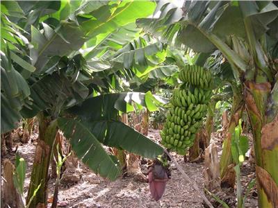 توصيات فنية لمزارعي الموز