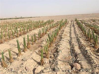 «الزراعة» تشكل لجنة للتنمية الزراعية المتكاملة في سيناء