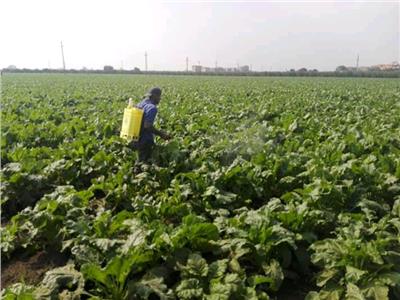 إقبال كبير مزارعي الشرقية على «بنجر السكر»