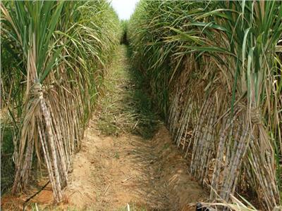الزراعة: مصر تحقق رقما قياسيا من المحاصيل السكرية بإجمالي 2.5 مليون طن