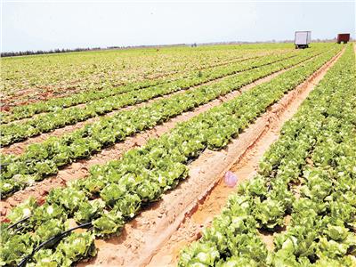الصادرات الزراعية.. «إشارتها خضرا»| رحلة المحاصيل منذ زراعتها وحتى الوصول لموانئ التصدير