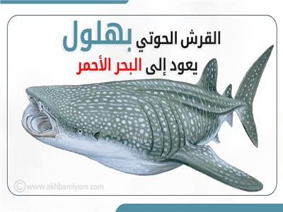 إنفوجراف: القرش الحوتي بهلول يعود إلى البحر الأحمر