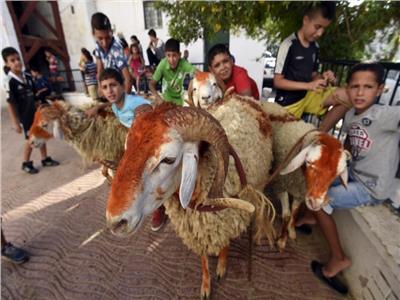 «حجم الخروف والقرون الملتوية».. أبرز اهتمامات الجزائريون بأضحية العيد
