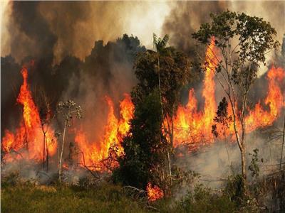 72 الف حريق بغابات الامازون