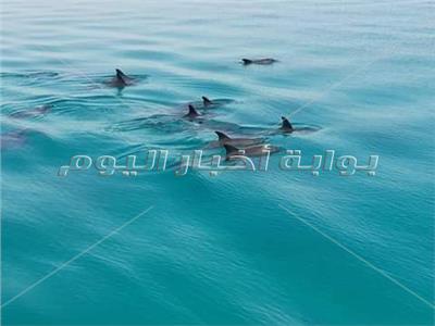 ظهور الدلافين بالقرب من الشواطئ في البحر الأحمر