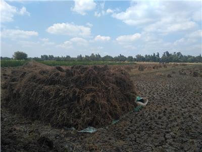 البيئة في مواجهة السحابة السوداء. تجميع مايقرب من 1076 طن قش أرز 