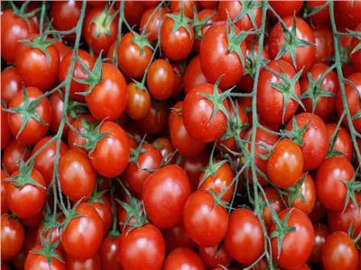  ارتفاع أسعار الطماطم بالأسواق