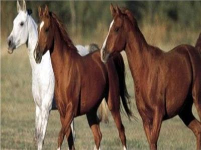 الخيول العربية الأصيلة 