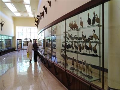 عودة الحياة لمتحف التاريخ الطبيعي بحديقة الحيوان بالإسكندرية