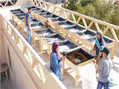 البيئة تبدأ تنفيذ مبادرة زراعة الأسطح بمبنى «بيت القاهرة»
