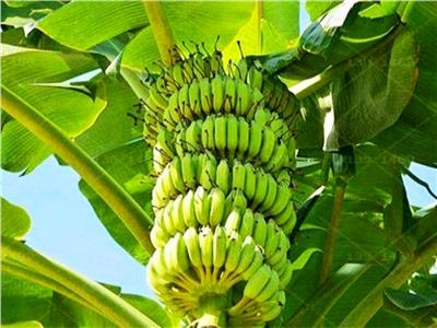 11 نصيحة لمزارعي الموز خلال أكتوبر..تعرف عليها