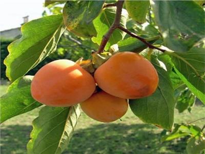 الزراعة تصدر توصياتها لـ 5 أصناف فاكهة مع بداية الموسم الشتوي