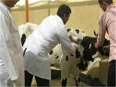 تحصين روؤس الماشية ضد الأمراض الوبائية