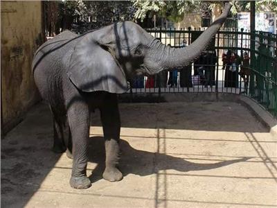 حديقة الحيوان بدون «فيل» لأول مرة بالتاريخ..  والأطفال يسألون عن «نعيمة»