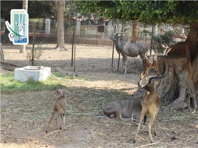 حديقة حيوان تستقبل مولود جديد من «كودو كبير»