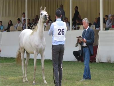 انطلاق فعاليات مهرجان الخيول العربية بمحطة الزهراء