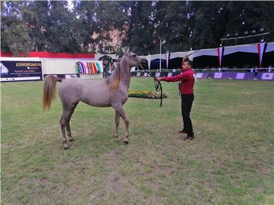 جمال وسحر الخيول العربية الأصيلة خلال مهرجان محطة الزهراء