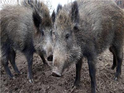 الخنازير البرية تتسبب الرعب لمزارعي إيطاليا