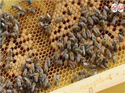 في الأول لدغة وفي الأخر عسل.. تعرف على دورة إنتاج العسل