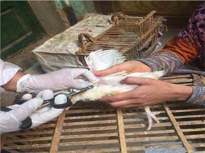 الطب البيطري بالمنيا يواصل اعمال التحصين ضد مرض انفلونزا الطيور  