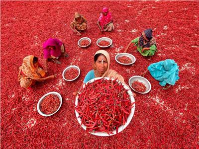 «بحر الفلفل الأحمر .. عادة «بنجلاديش» كل عام 