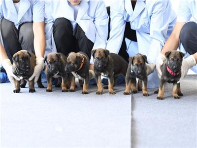 استنساخ 6 كلاب تتمتع بخاصية «الحس الأمني» بالصين