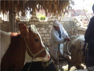 «الزراعة» تحصن 4 ملايين رأس ماشية ضد «الجلد العقدي» و«طاعون المجترات»