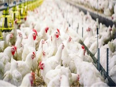  تحصين 20 مليون طائر ضد « أنفلونزا الطيور »