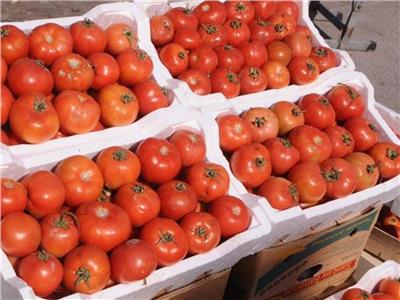  أسعار الطماطم