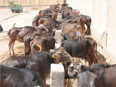 10 شروط للحصول على قروض تربية الماشية من الزراعة ..تعرف عليها