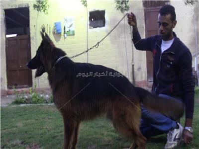 الكابتن حسين البشبيشي أحد مدربي كلاب الحراسة
