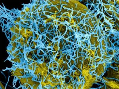 أستراليا تعلن أول إصابة مؤكدة بـ"فيروس كورونا"