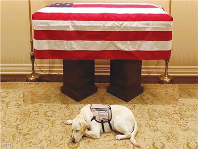 كلاب لا ينساها البيت الأبيض.. أحدها أنقذ رئيساً أمريكياً من الموت