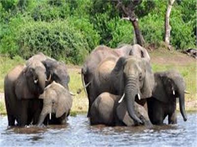 بوتسوانا تمنح حقوق بيع الفيلة فى أراضيها