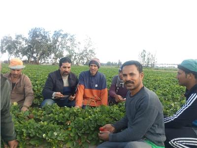 لجان للمرور على زراعات الفراولة وتقديم التوعية للمزارعين