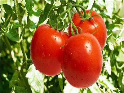 نصائح لـ«مزارعي الطماطم» لمكافحة النيماتودا والتجهيز للعروة الصيفية