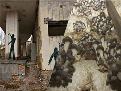 الفطريات الخارقة.. مستعمرات ما بعد كارثة «تشيرنوبل» النووية