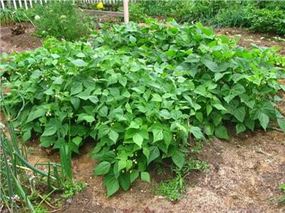 «الزراعة»: 9 فوائد لمياة الأمطار.. أبرزها تنمية المراعي ومكافحة أمراض النبات