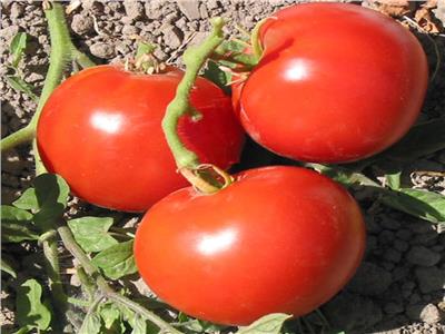 4 نصائح لـ«مزارعي الطماطم» خلال مارس