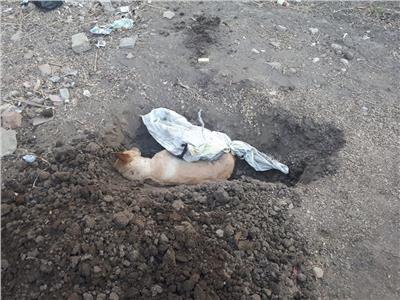 استخراج جثة كلب بعد دفنه وتشريحها بقنا.. تعرّف على السبب