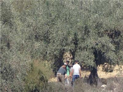 مستوطنون إسرائيليون يواصلون قطع أشجار الزيتون 