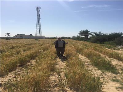 موسم حصاد القمح والشعير في سيناء