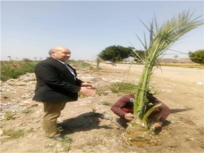 رئيس وحدة محلية يزرع 25 نخلة لتجميل شوارع قرية الدير بالقليوبية