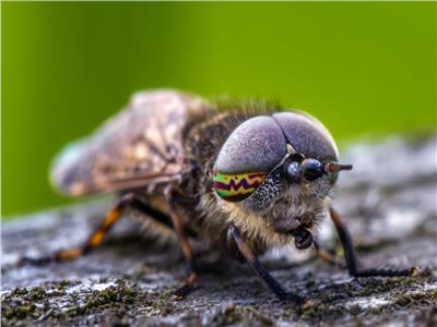 الحشرات - صورة موضوعية